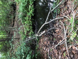 Large branches can break from trees due to weakening from ALB larval feeding. 