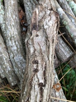ALB egg sites (chewed out depressions) in firewood. 
