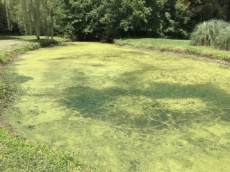 That’s not algae!