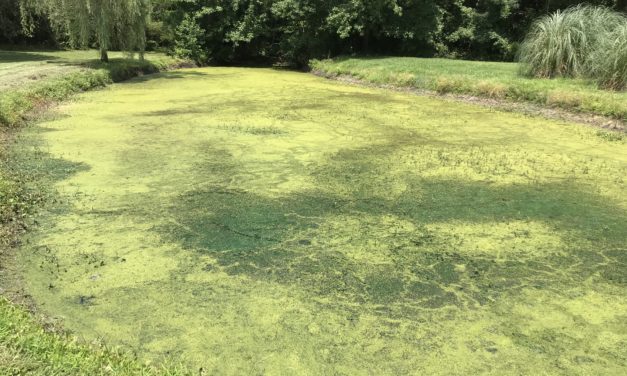 Controlling Aquatic Weeds in Your Pond