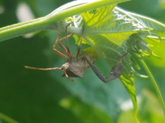A leaf-footed bug is an insect and a garden pest. LayLa Burgess, ©2018 HGIC, Clemson Extension