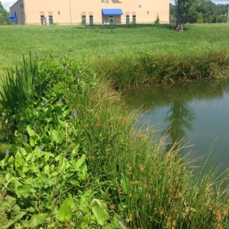 A shoreline protected and beautified by direct transplants. Guinn Wallover, ©2020, Clemson Extension