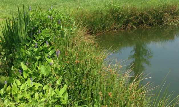 Protecting Water Quality with Vegetated Buffers