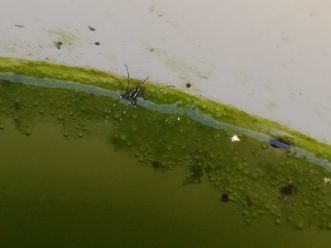 Adult mosquitoes emerge from stagnant water after completing development. LayLa Burgess, ©2018 HGIC, Clemson Extension