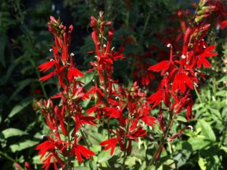 Another Southeastern native, cardinal flower (Lobelia cardinalis), grows best in moderately moist to wet, organically rich soils. Barbara H. Smith, ©2019 HGIC, Clemson University