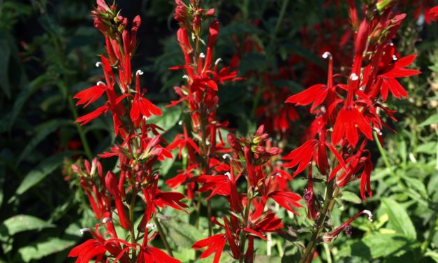 Cardinal Flower