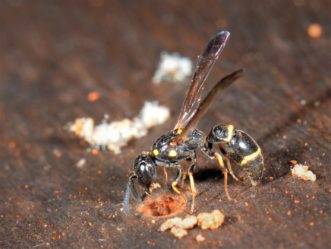 Close-up of Symmorphus potter wasp placing mud over the entrance to her larvae and their food cache. Gerry Carner, ©2020, Clemson University.