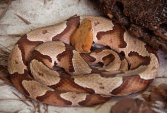 Coiled Southern Copperhead