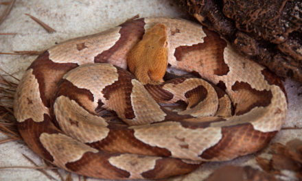 Identifying Copperhead Snakes