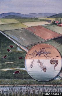 Depiction of the mosquito life cycle. Art Cushman, USDA Systematics Entomology Laboratory, Bugwood.org