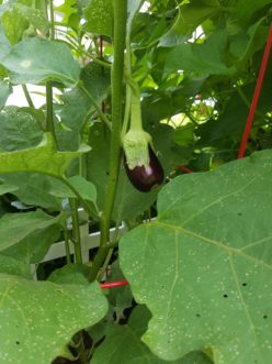 Eggplants are delicious when prepared as food, but the plants can become a magnet for plant feeding insects while growing in the garden. LayLa Burgess, ©2018 HGIC, Clemson Extension