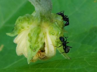 farming nectar from the extrafloral nectaries of a luffa flower (Luffa aegyptiaca). LayLa Burgess, ©2018 HGIC, Clemson Extension