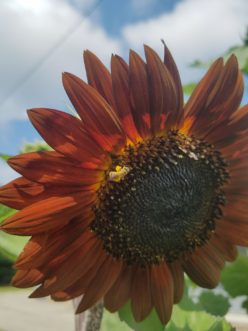 Flowers provide protein-rich pollen for insect development. Insects cross-pollinate flowers while visiting multiple plants. LayLa Burgess, ©2018 HGIC, Clemson Extension