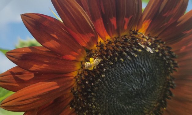 Insect Communities in the Garden and Landscape: The Power of Observation