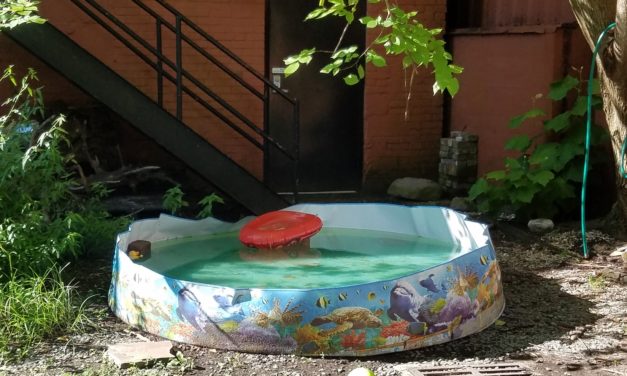 Importance of Reducing Mosquito Breeding Sites
