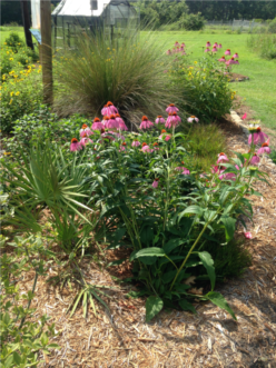 “Native plants help to conserve and manage water in the home landscape, and also offer an aesthetically pleasing option in plant selection.” K. Morganello, ©2020, Clemson Extension
