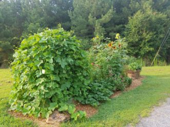 Raised beds can be used to grow a combination of vegetables, flowers, and herbs. LayLa Burgess, ©2018 HGIC, Clemson Extension