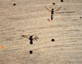 Small potter wasp female (Symmorphus species) hovers over beetle emergence holes in an outdoor wooden bench. Notice cast of her shadow and the holes already sealed with mud protecting her eggs and their food down below. Eric Benson, ©2020, Clemson University.