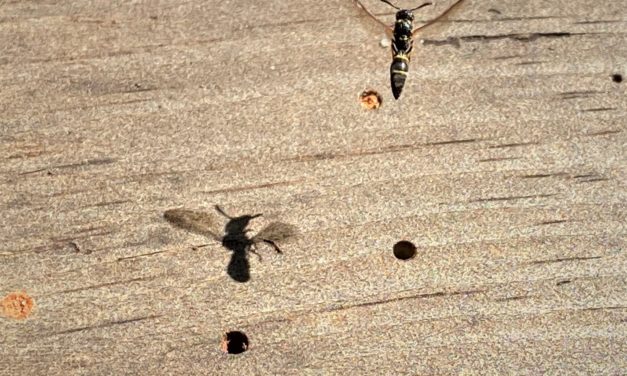 Potter and Mason Wasps