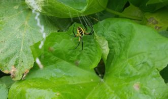 Spiders are distinct from insects by having 2 body parts and 8 legs. Spiders are insect predators. LayLa Burgess, ©2018 HGIC, Clemson Extension