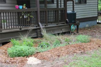 “The overflow from a 150-gallon cistern is directed towards a rain garden in a “treatment train” approach.”