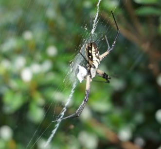 These beautiful spiders are beneficial and prey on bothersome insects, such as gnats, mosquitoes, flies, and aphids. Barbara H. Smith, ©2020 HGIC, Clemson University