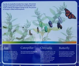 Butterflies and moths have plant requirements for development, so plant accordingly.