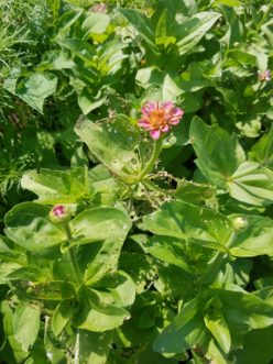These zinnias were planted close together. Japanese beetles are eating the zinnia leaves and causing extensive damage. Setting an action threshold helps determine the amount of damage that can be tolerated before acting to control the insects. 