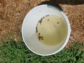 The Japanese beetles will drown in the soapy water. This form of mechanical IPM reduces the use of insecticides to control the Japanese beetles. 