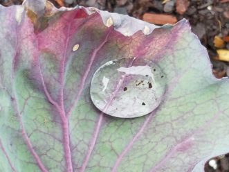 Foliage can capture water. Overgrown foliage can retain lots of moisture, increasing humidity, and providing excellent conditions for insect reproduction.