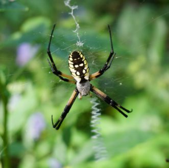 Yellow garden spiders (Argiope aurantia) are also known as writing spiders due to the zig-zag pattern they weave in their large webs. Barbara H. Smith, ©2020 HGIC, Clemson University