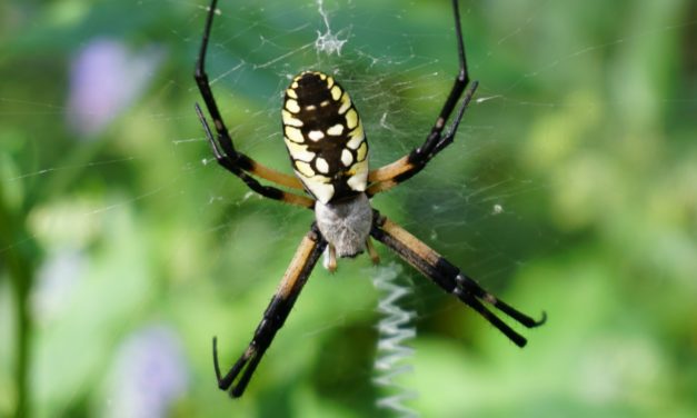 Beneficial Yellow Garden Spiders