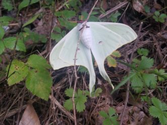 Adult Luna moths emerge from cocoons hidden in leaf litter on the forest floor. The newly emerged moth will climb to structure where it can hang to expand and dry its wings for flight. LayLa Burgess, ©2019 HGIC, Clemson Extension 