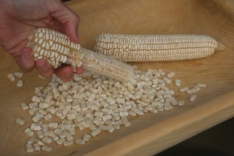 Hand-shelling dried Cocke’s Prolific corn from the cob. Cory Tanner, ©2021, Clemson Extension