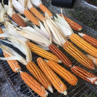 Harvested ears of John Haulk corn with husks pulled back and spread out to dry. Cory Tanner, ©2021, Clemson Extension