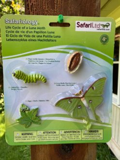 Luna moth life cycle: eggs on a host plant, caterpillar (larva), pupa inside the cocoon, and the adult moth. LayLa Burgess, ©2020 HGIC, Clemson Extension 