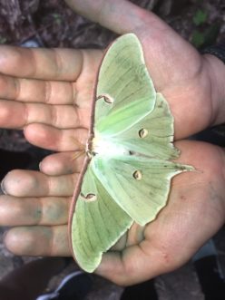 Luna moths commonly lose hindwing tails when attacked by a predator. 