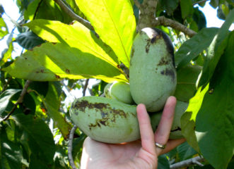 Pawpaw (Asimina triloba) fruit.