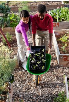 Refer to the Clemson Extension Seasonal Planting Guide & Calendar to plant seasonally appropriate crops for school gardens. Amy Dabbs, ©2020, Clemson Extension