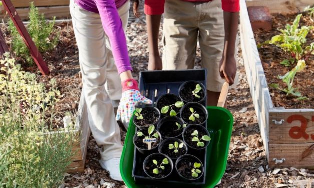 A Step-by-Step Guide to School or Community Garden Clean-up