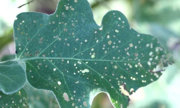 Eggplant Insect Pests & Diseases