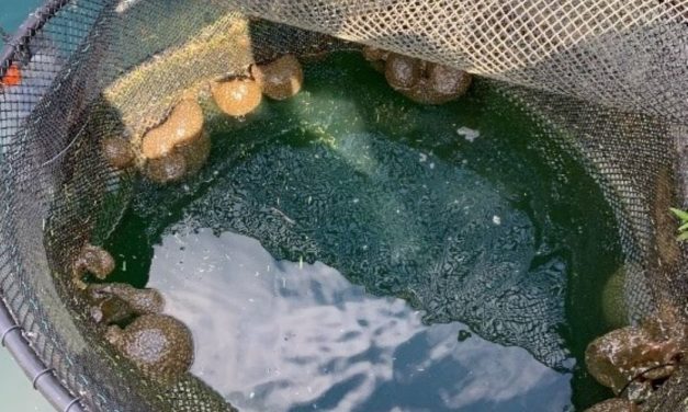 Freshwater Bryozoan