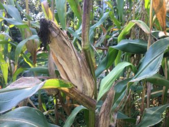 This ear of Cocke’s Prolific dent corn is nearing maturity in late-August, as evidenced by the brown, papery dry husks.