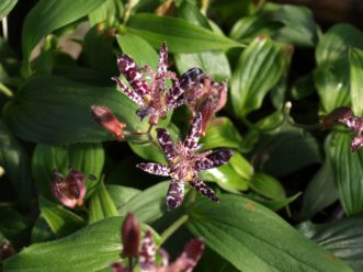 Toad lilies (Tricyrtis hirta) bloom from September to October and have lily-like white to pale lilac flowers with heavy purple to maroon spots. Barbara H. Smith, ©2019 HGIC, Clemson University