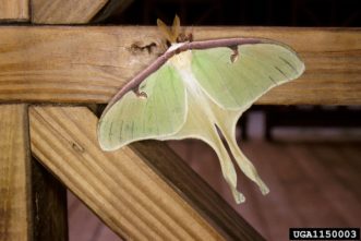 Luna moths are one of the silkworm moths. The male Luna moth has feathery antennae. Female Luna moth antennae are slender and fuzzy when compared to male antennae.