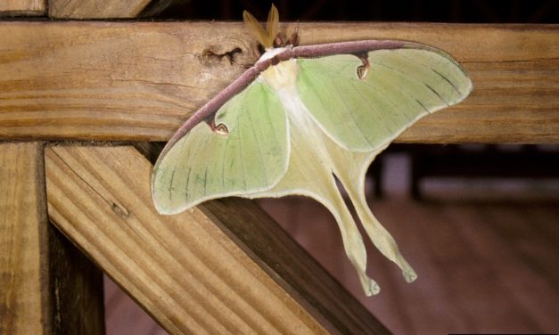 Luna Moth