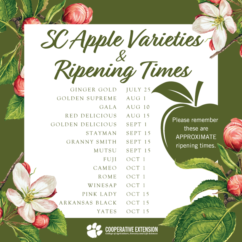 SC Apple Varieties & Ripening Times. Clemson Cooperative Extension