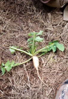 Note the forage radish’s long tap root which can help alleviate soil compaction. Millie Davenport, ©2020, Clemson Extension