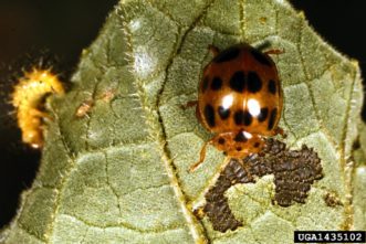 Adult squash beetle (Epilachna borealis), with spiny larva at left. Clemson University - USDA Cooperative Extension Slide Series, www.insectimages.org