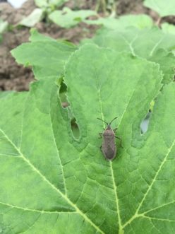 An adult squash bug (Anasa tristis). Zack Snipes, ©2020, Clemson Extension